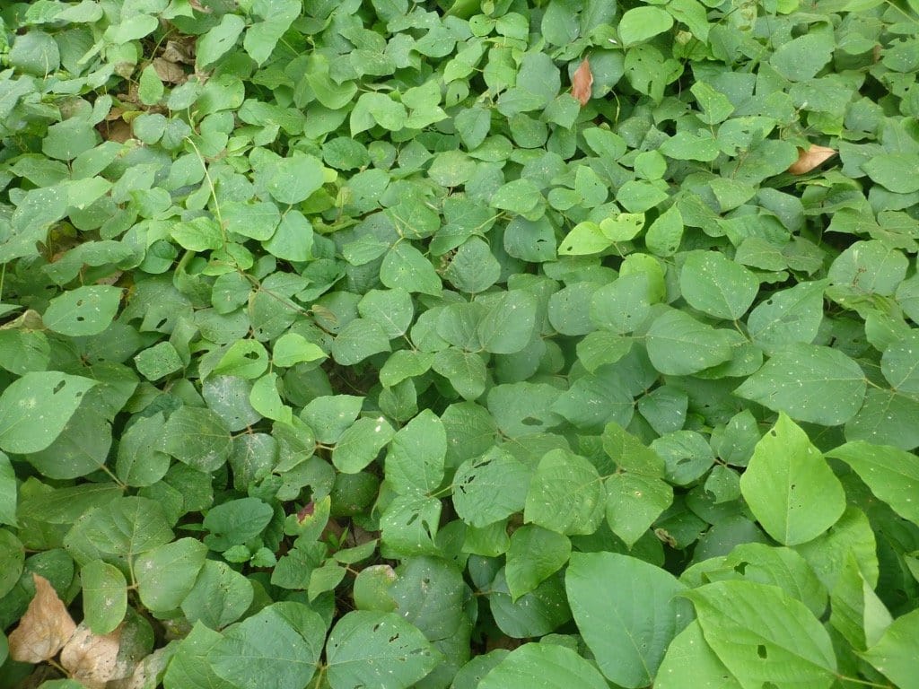 Khmu 1 Einkaufsnetz Natur (FOUND)
